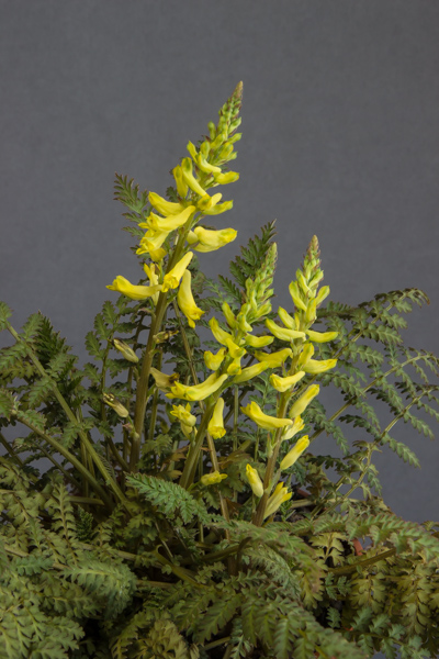 Corydalis cheilanthifolia